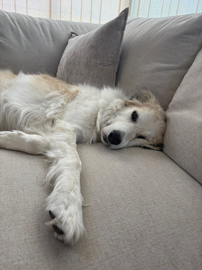 Pet photo 1