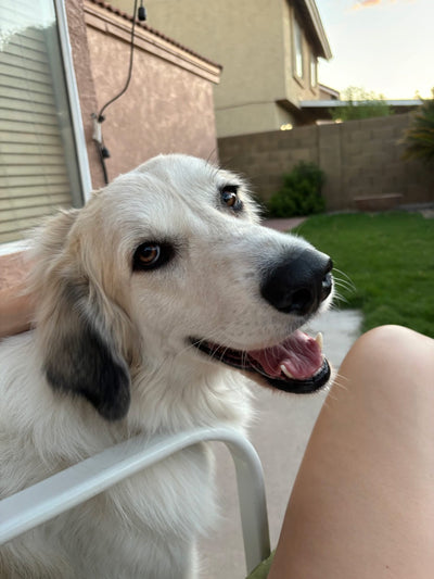 Lola in backyard